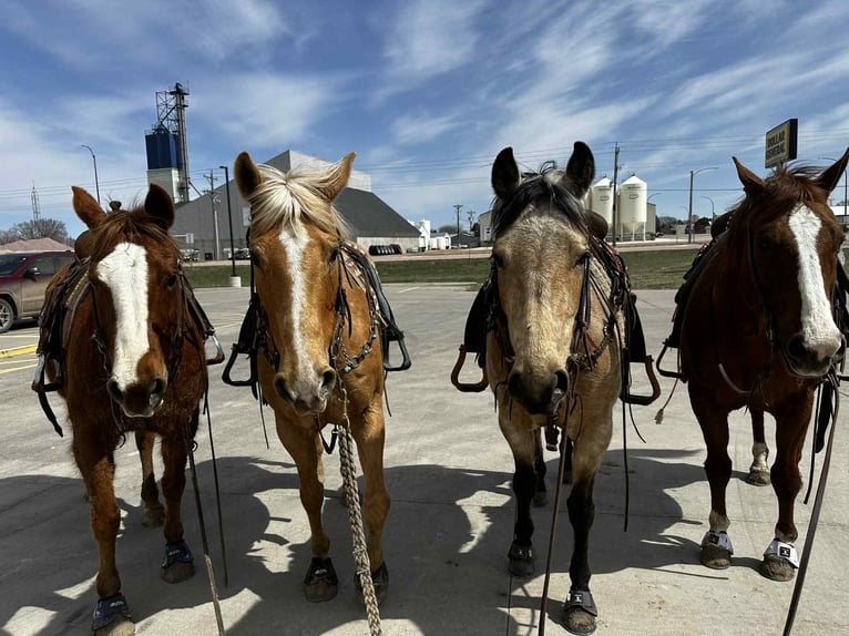 American Quarter Horse Giumenta 4 Anni 150 cm Pelle di daino in Corsica
