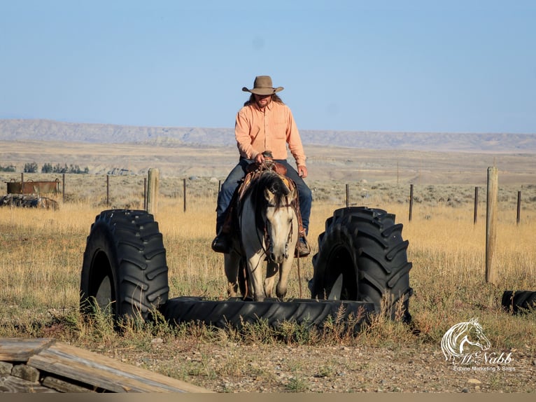 American Quarter Horse Giumenta 4 Anni 150 cm Pelle di daino in Cody, WY