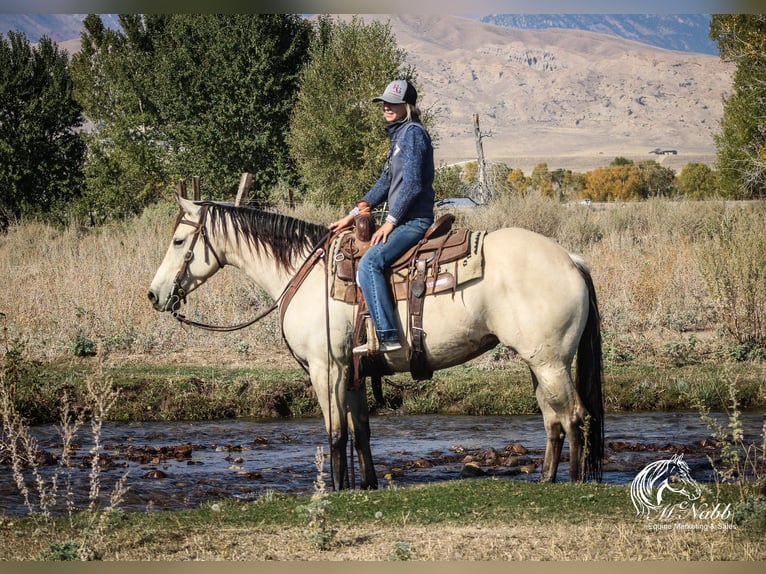 American Quarter Horse Giumenta 4 Anni 150 cm Pelle di daino in Cody