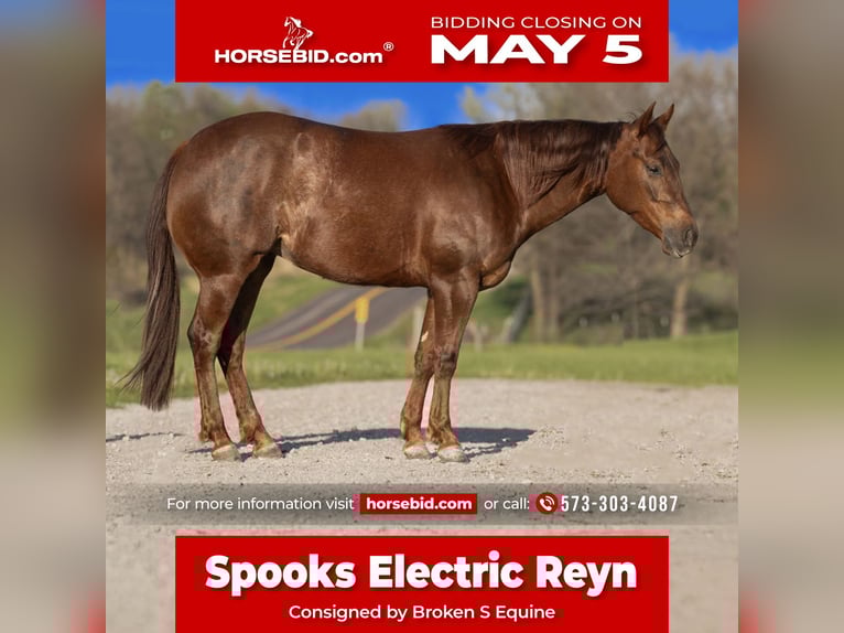 American Quarter Horse Giumenta 4 Anni 150 cm in Marshall, MO