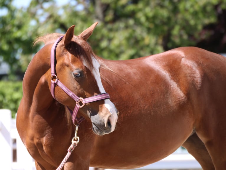 American Quarter Horse Giumenta 4 Anni 150 cm  in Büdingen