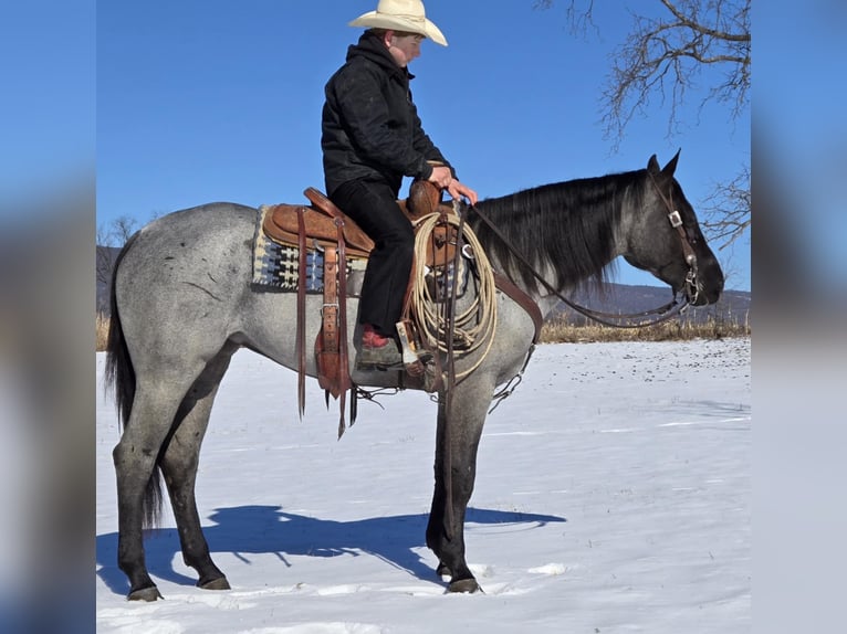 American Quarter Horse Giumenta 4 Anni 150 cm Roano blu in Allenwood, PA