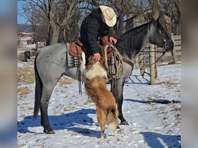 American Quarter Horse Giumenta 4 Anni 150 cm Roano blu in Allenwood, PA