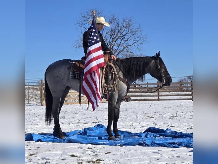 American Quarter Horse Giumenta 4 Anni 150 cm Roano blu in Allenwood, PA