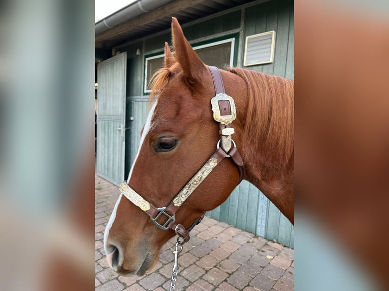 American Quarter Horse Giumenta 4 Anni 150 cm Roano rosso in Grethem