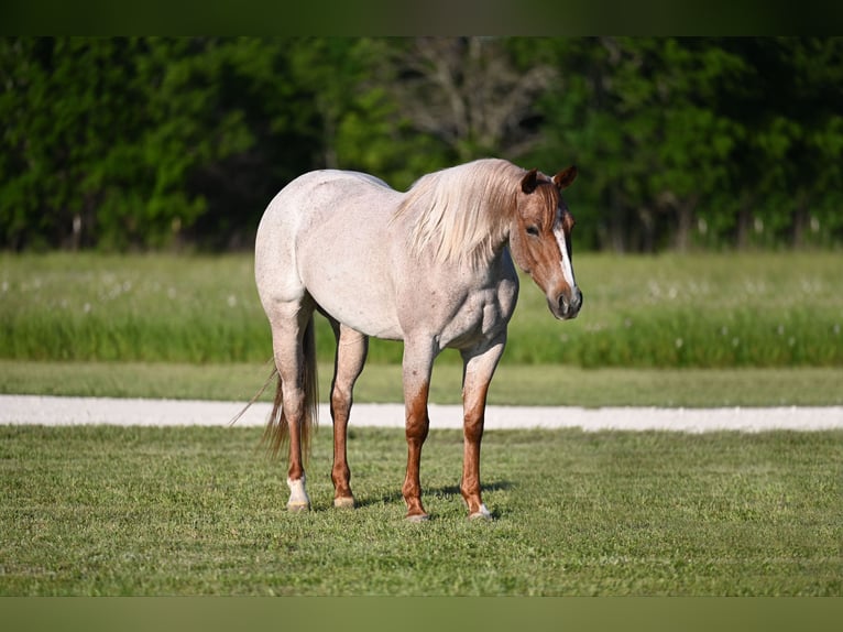 American Quarter Horse Giumenta 4 Anni 150 cm Roano rosso in Waco