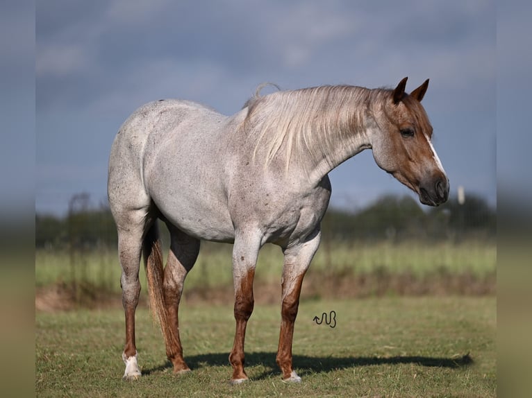 American Quarter Horse Giumenta 4 Anni 150 cm Roano rosso in Waco, TX