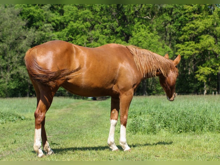 American Quarter Horse Giumenta 4 Anni 150 cm Sauro in Celle