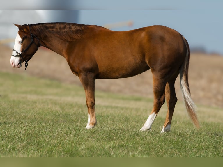 American Quarter Horse Giumenta 4 Anni 150 cm Sauro ciliegia in Joy