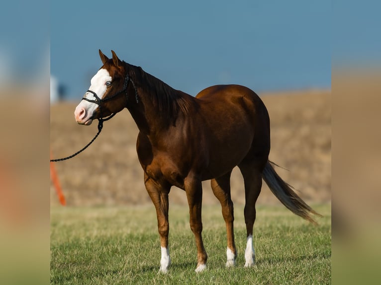 American Quarter Horse Giumenta 4 Anni 150 cm Sauro ciliegia in Joy