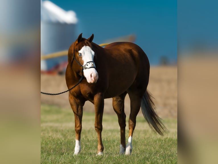 American Quarter Horse Giumenta 4 Anni 150 cm Sauro ciliegia in Joy