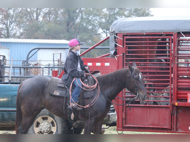 American Quarter Horse Giumenta 4 Anni 150 cm Sauro ciliegia in Carthage, TX