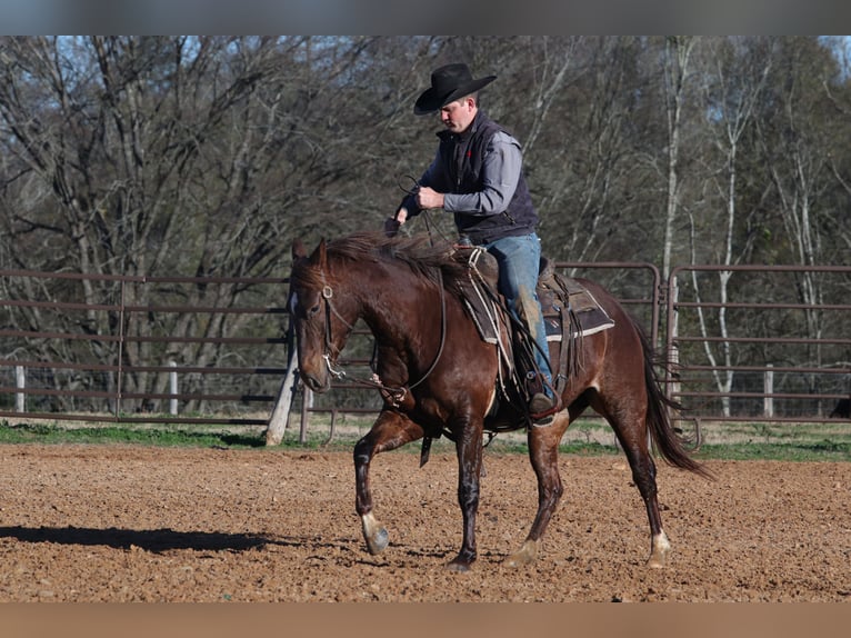 American Quarter Horse Giumenta 4 Anni 150 cm Sauro ciliegia in Carthage, TX