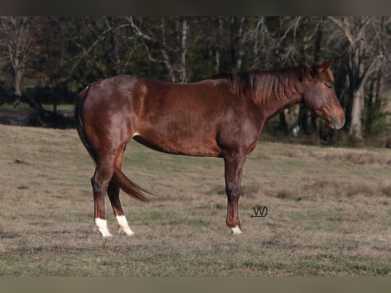 American Quarter Horse Giumenta 4 Anni 150 cm Sauro ciliegia in Carthage, TX