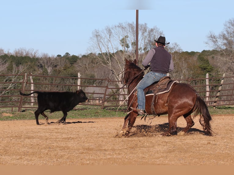 American Quarter Horse Giumenta 4 Anni 150 cm Sauro ciliegia in Carthage, TX