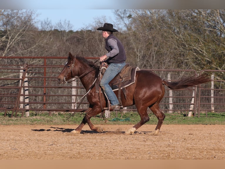 American Quarter Horse Giumenta 4 Anni 150 cm Sauro ciliegia in Carthage, TX