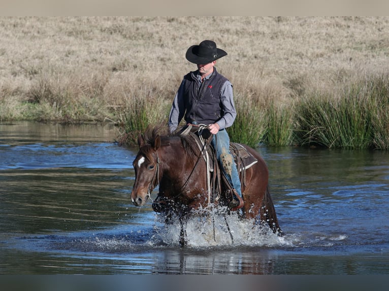 American Quarter Horse Giumenta 4 Anni 150 cm Sauro ciliegia in Carthage, TX