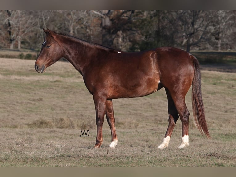 American Quarter Horse Giumenta 4 Anni 150 cm Sauro ciliegia in Carthage, TX