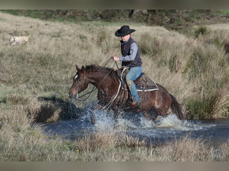 American Quarter Horse Giumenta 4 Anni 150 cm Sauro ciliegia in Carthage, TX