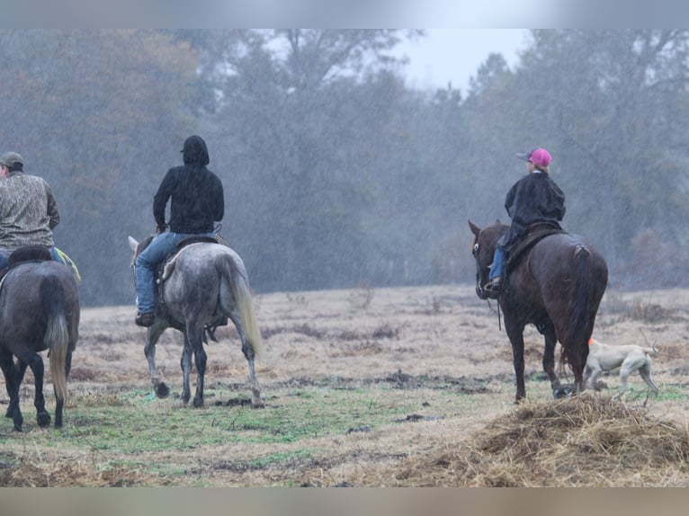 American Quarter Horse Giumenta 4 Anni 150 cm Sauro ciliegia in Carthage, TX