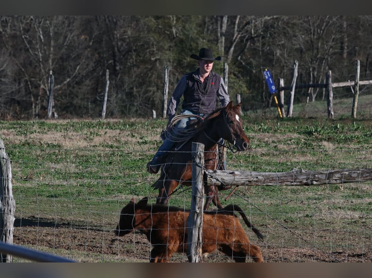 American Quarter Horse Giumenta 4 Anni 150 cm Sauro ciliegia in Carthage, TX