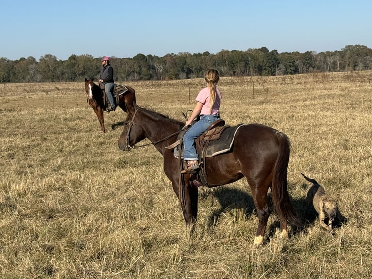 American Quarter Horse Giumenta 4 Anni 150 cm Sauro ciliegia in Carthage, TX