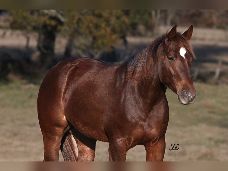 American Quarter Horse Giumenta 4 Anni 150 cm Sauro ciliegia in Carthage, TX