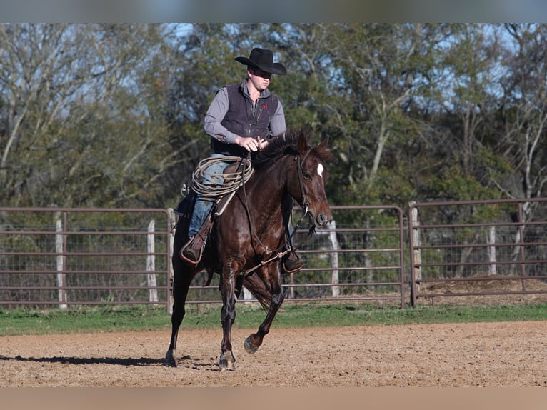 American Quarter Horse Giumenta 4 Anni 150 cm Sauro ciliegia in Carthage, TX