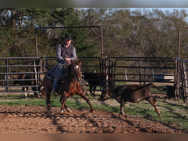 American Quarter Horse Giumenta 4 Anni 150 cm Sauro ciliegia in Carthage, TX