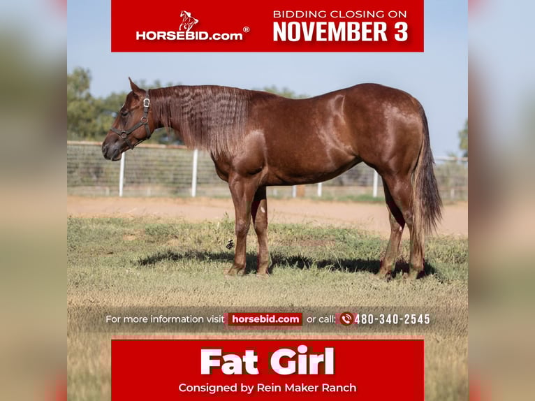 American Quarter Horse Giumenta 4 Anni 150 cm Sauro ciliegia in Wayne, OK