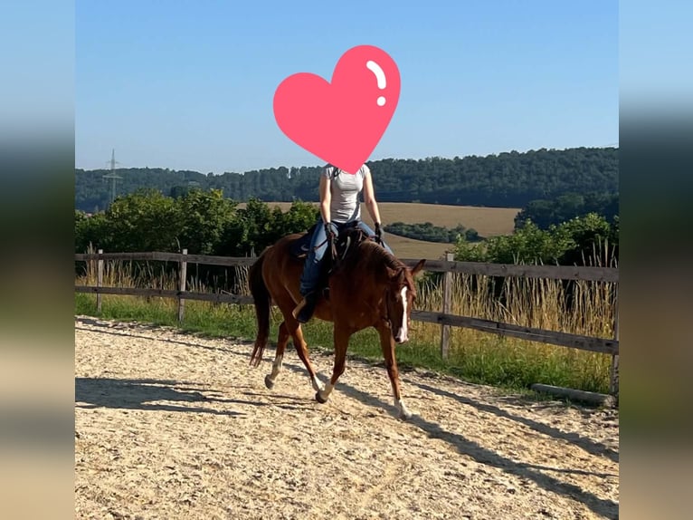 American Quarter Horse Giumenta 4 Anni 150 cm Sauro in Berga