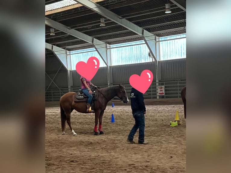 American Quarter Horse Giumenta 4 Anni 150 cm Sauro in Berga