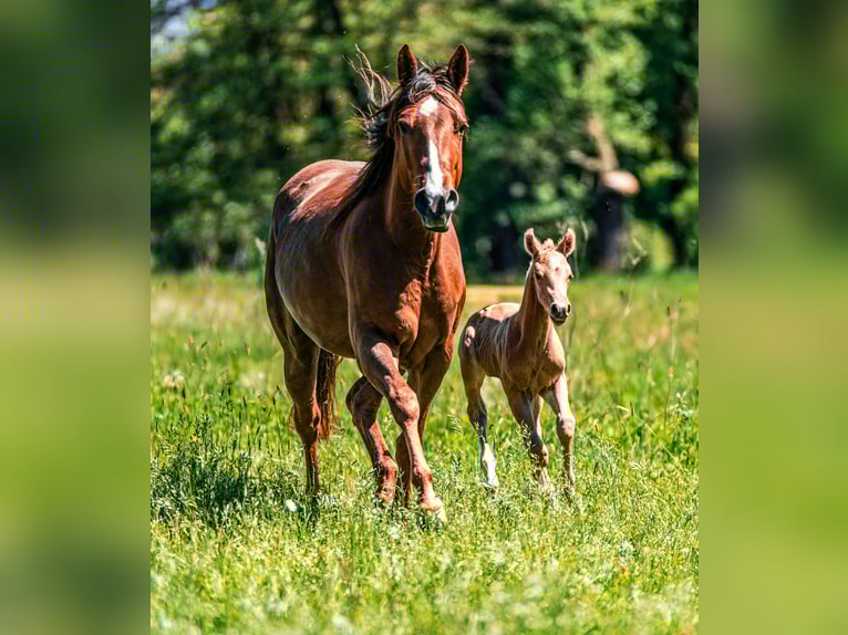 American Quarter Horse Giumenta 4 Anni 150 cm Sauro scuro in OTTENHOFEN American Quarter Horse Giumenta 4 Anni 150 cm Sauro scuro in OTTENHOFEN