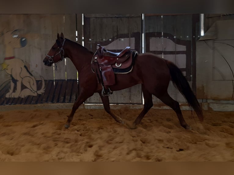 American Quarter Horse Giumenta 4 Anni 150 cm Sauro scuro in OTTENHOFEN American Quarter Horse Giumenta 4 Anni 150 cm Sauro scuro in OTTENHOFEN