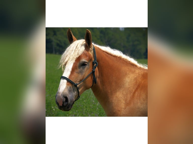 American Quarter Horse Giumenta 4 Anni 150 cm Sauro scuro in Camden MI