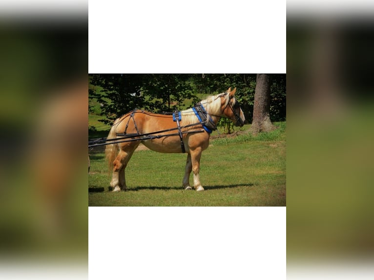 American Quarter Horse Giumenta 4 Anni 150 cm Sauro scuro in Camden MI