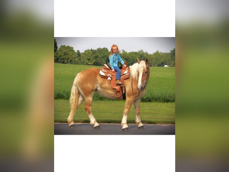 American Quarter Horse Giumenta 4 Anni 150 cm Sauro scuro in Camden MI