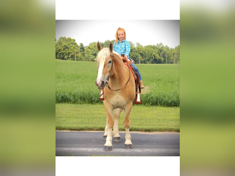 American Quarter Horse Giumenta 4 Anni 150 cm Sauro scuro in Camden MI