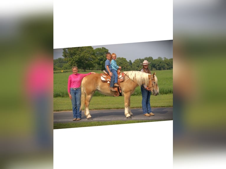 American Quarter Horse Giumenta 4 Anni 150 cm Sauro scuro in Camden MI