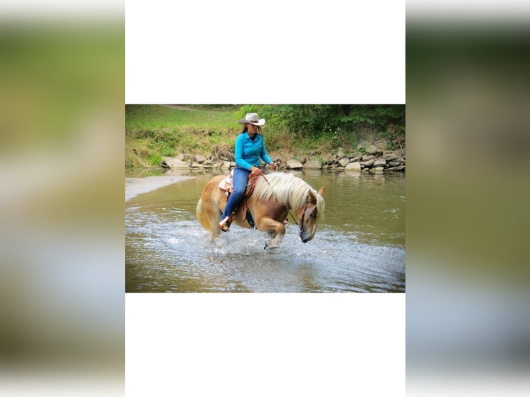 American Quarter Horse Giumenta 4 Anni 150 cm Sauro scuro in Camden MI