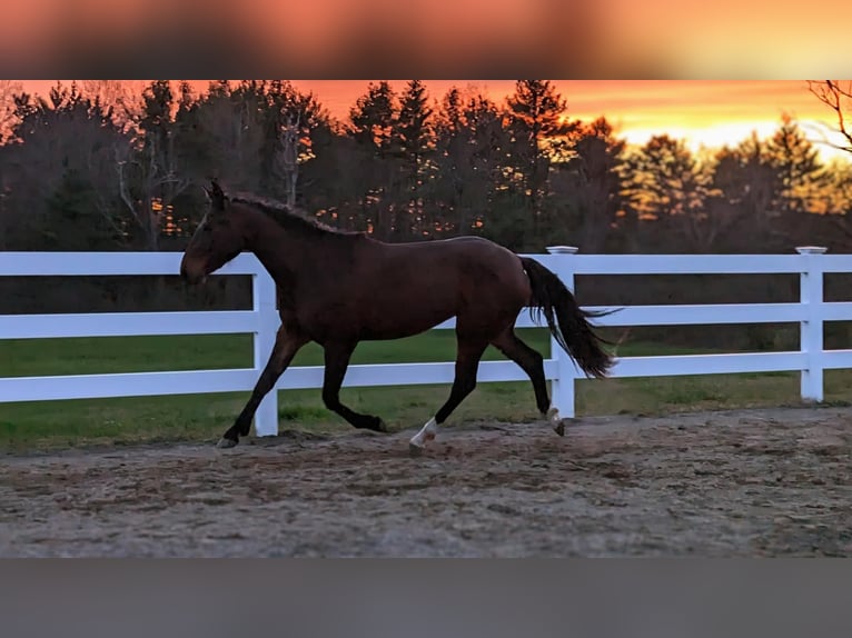 American Quarter Horse Mix Giumenta 4 Anni 152 cm Baio ciliegia in Cherry Valley