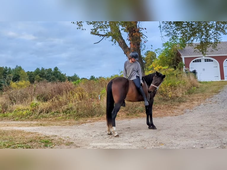 American Quarter Horse Mix Giumenta 4 Anni 152 cm Baio ciliegia in Cherry Valley