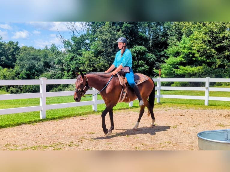 American Quarter Horse Mix Giumenta 4 Anni 152 cm Baio ciliegia in Cherry Valley