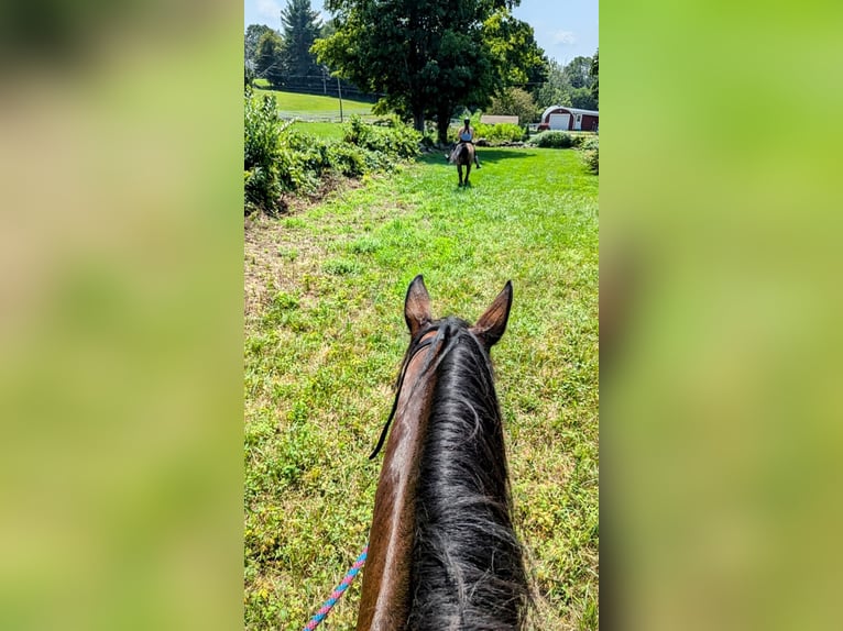 American Quarter Horse Mix Giumenta 4 Anni 152 cm Baio ciliegia in Cherry Valley