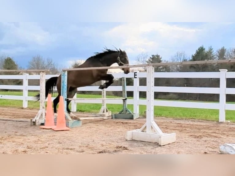 American Quarter Horse Mix Giumenta 4 Anni 152 cm Baio ciliegia in Cherry Valley