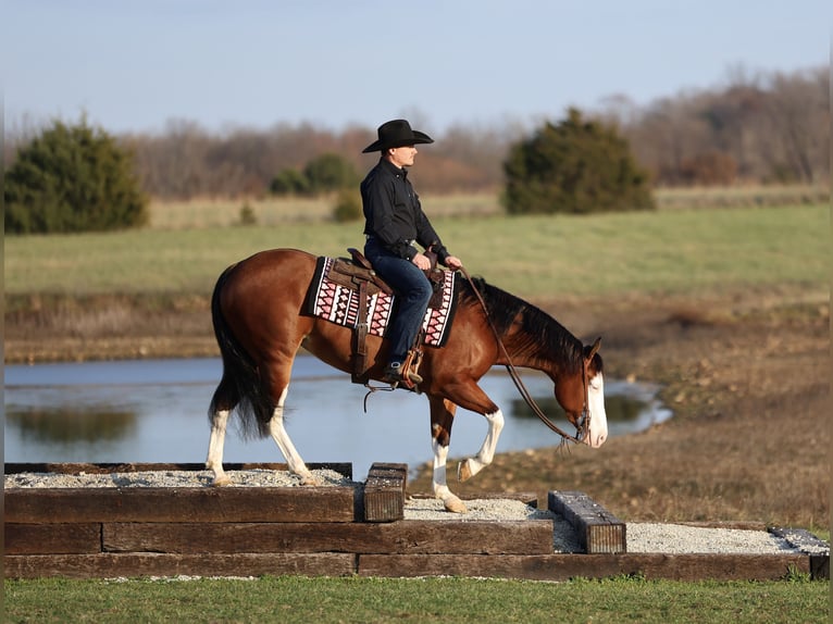 American Quarter Horse Giumenta 4 Anni 152 cm Baio ciliegia in Buffalo