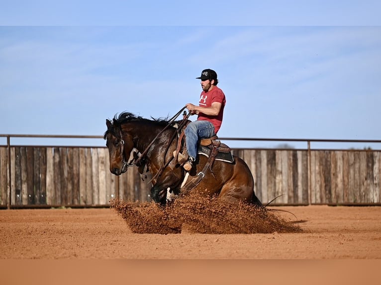 American Quarter Horse Giumenta 4 Anni 152 cm Baio ciliegia in Waco, TX