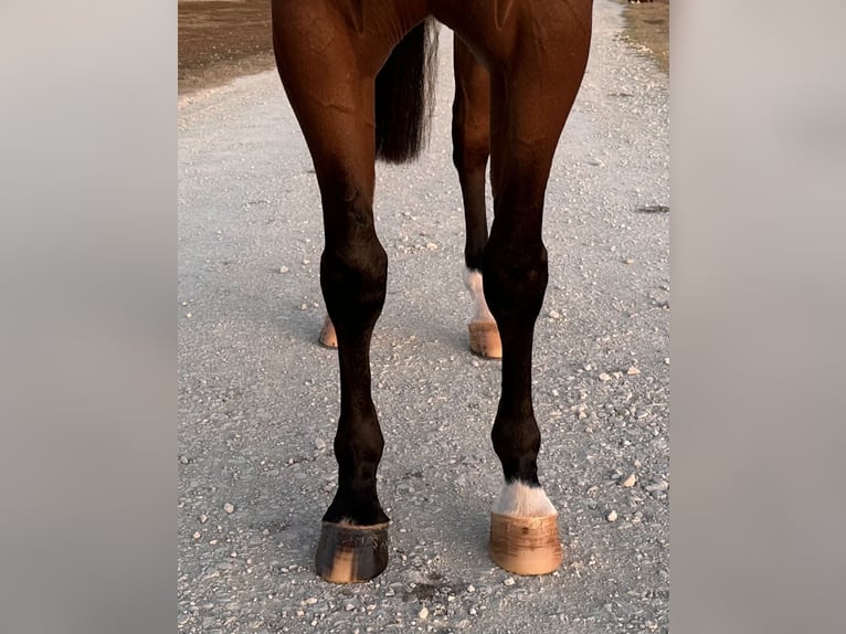 American Quarter Horse Giumenta 4 Anni 152 cm Baio ciliegia in Whitesboro