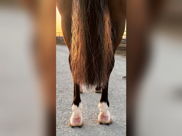 American Quarter Horse Giumenta 4 Anni 152 cm Baio ciliegia in Whitesboro