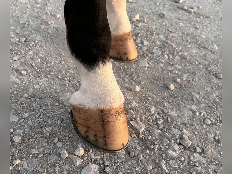 American Quarter Horse Giumenta 4 Anni 152 cm Baio ciliegia in Whitesboro